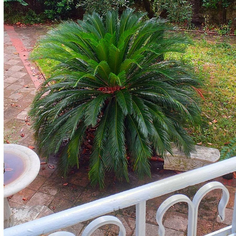Un Giardino A Due Passi Dal Mare Apartment *