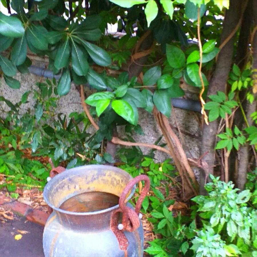 Un Giardino A Due Passi Dal Mare Apartment *